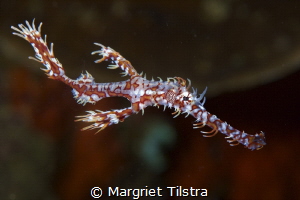 Ornate ghostpipefish in Anda, Bohol, Philippines.
Nikon ... by Margriet Tilstra 